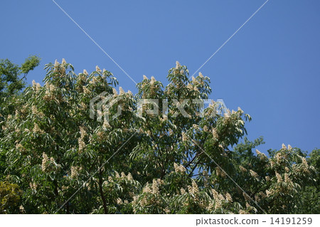 栃木很多白花盛開。 14191259