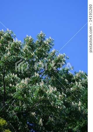 栃木很多白花盛開。 14191260