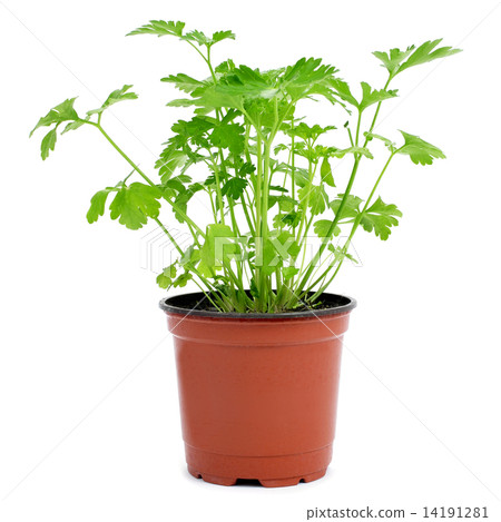 parsley plant in a flowerpot 14191281