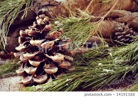 圖庫照片: logs and snowy pine tree branches and cones