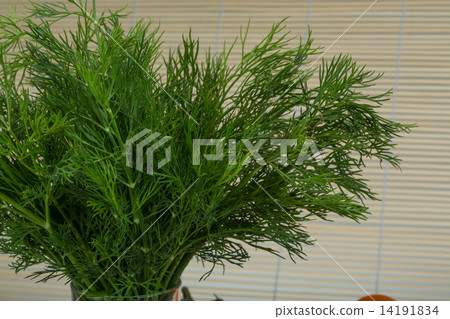 Dill branch 14191834