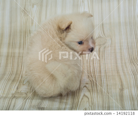 Pomeranian spitz 14192118