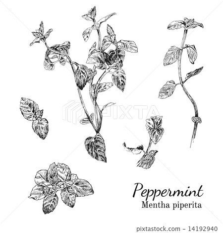 Hand drawn peppernint ink sketch set 14192940
