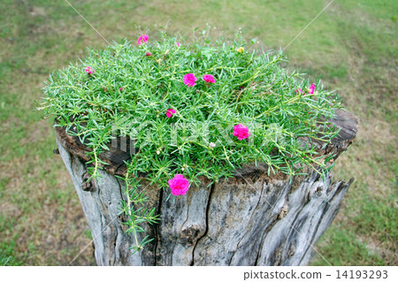 flowering purslane flower 14193293