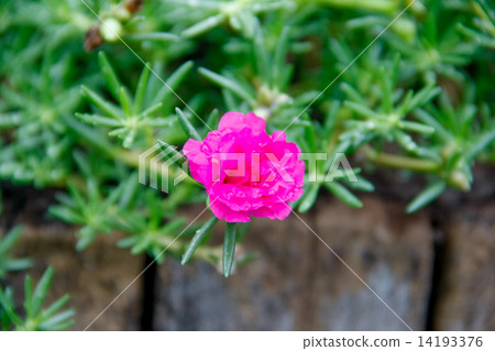 flowering purslane flower 14193376