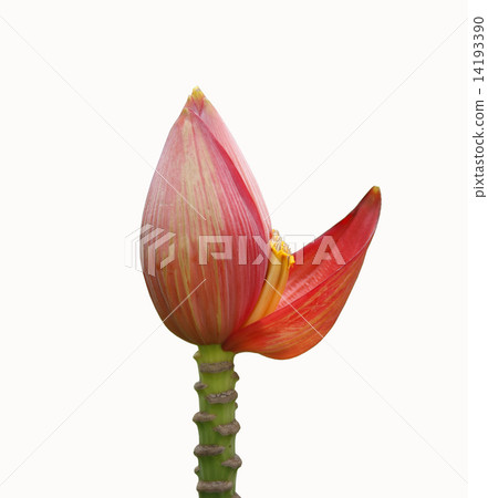 red banana flower red banana flower 14193390