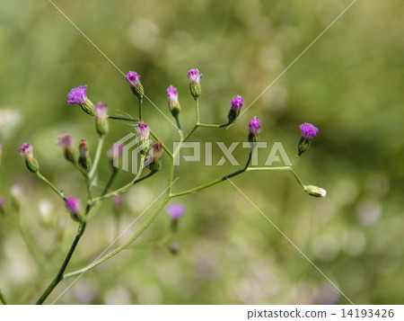 vernonia flower 14193426