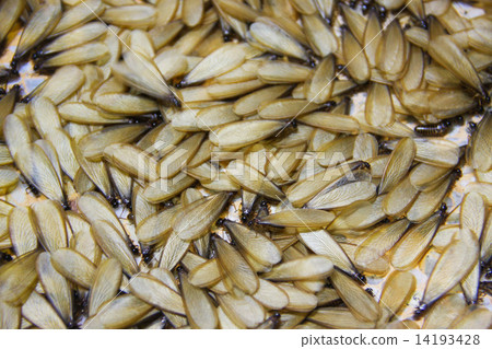 winged termite 14193428