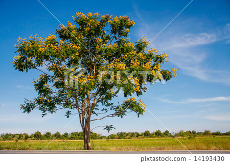 yellow flamboyant tree 14193430