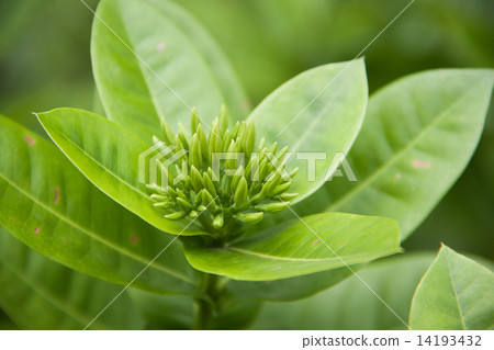 Ixoras flower 14193432