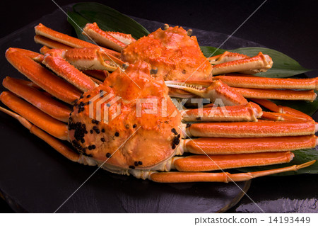 博伊爾海鷗 博伊爾海鷗 14193449