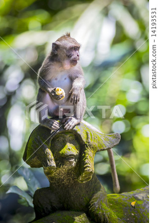 Monkey at Monkey Forest 14193531