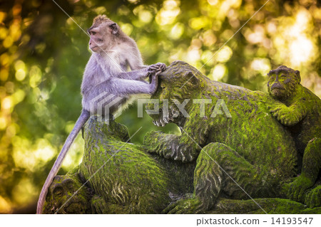 Monkey at Monkey Forest 14193547