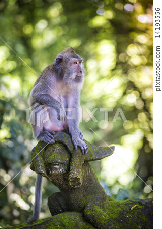 Monkey at Monkey Forest Monkey at Monkey Forest 14193556
