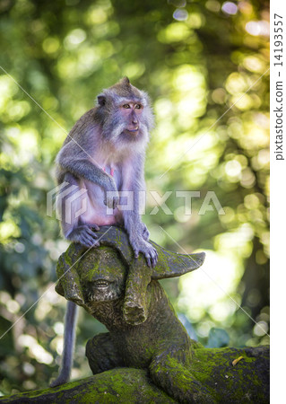 Monkey at Monkey Forest Monkey at Monkey Forest 14193557