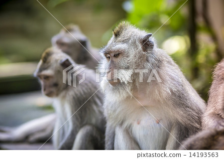 Monkey at Monkey Forest Monkey at Monkey Forest 14193563