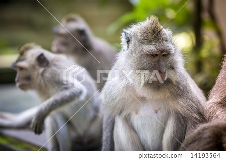 Monkey at Monkey Forest Monkey at Monkey Forest 14193564