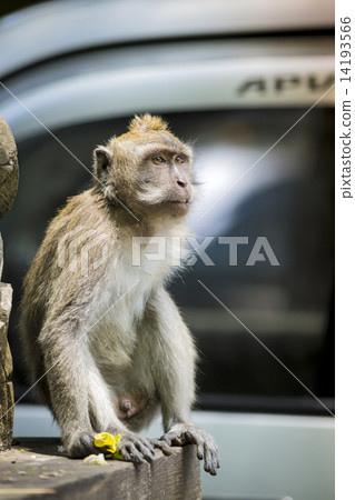 Monkey at Monkey Forest 14193566