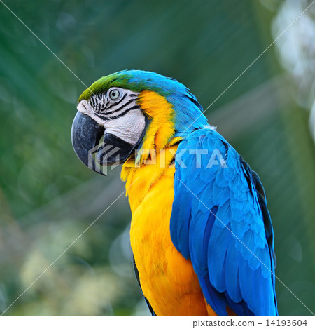 Blue and Gold Macaw 14193604