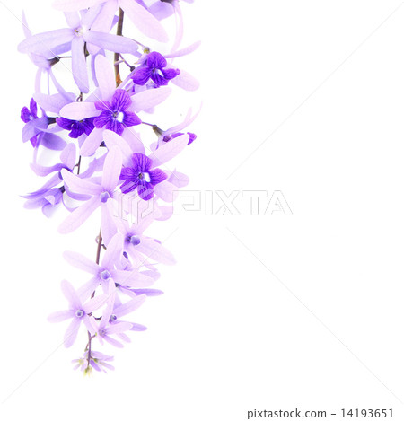 Sandpaper Vine 14193651