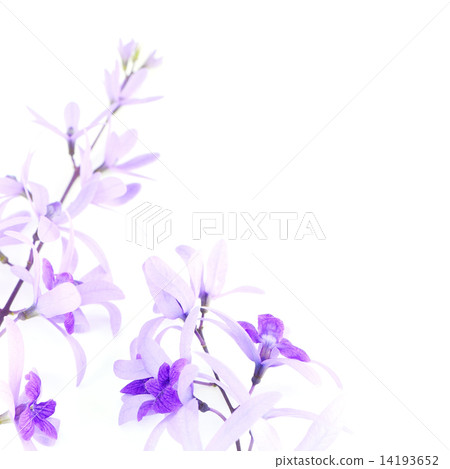 Sandpaper Vine Sandpaper Vine 14193652