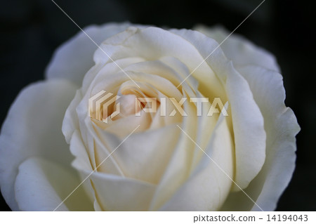 rose rose 14194043