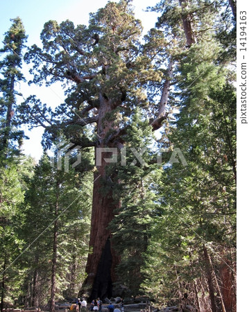 United States Yosemite National Park Giant Sequoia Forest Giant Sequoia 14194163