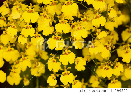 文心蘭 文心蘭 14194231