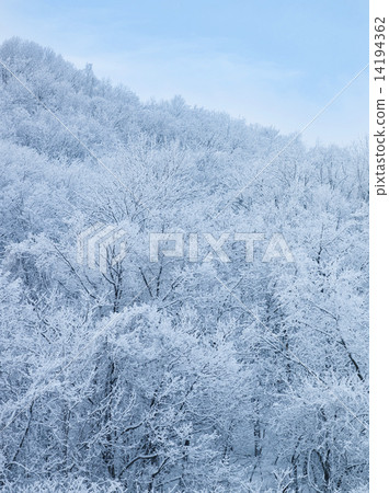 A tree 14194362