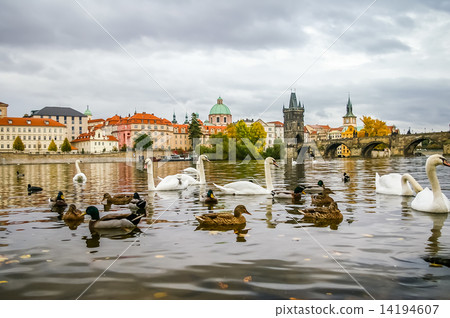 Swans and ducks near Charles Bridge in Prague Swans and ducks near Charles Bridge in Prague 14194607