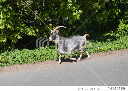 Goat running on the road 14194869