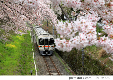 Cherry Blossoms and Gotemba Line 14194880