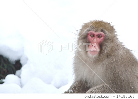 Japanese monkeys on snow Japanese monkeys on snow 14195165