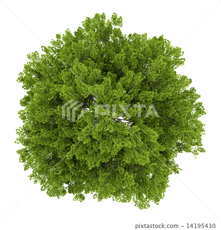 top view of maidenhair tree isolated on white background top view of maidenhair tree isolated on white background 14195430