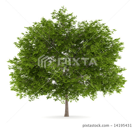 maidenhair tree isolated on white background maidenhair tree isolated on white background 14195431