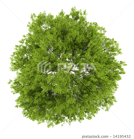 top view of maidenhair tree isolated on white background top view of maidenhair tree isolated on white background 14195432