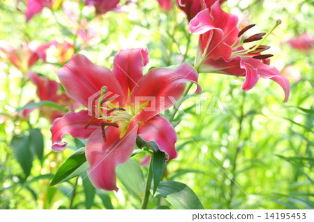 Pink lilies with white covering (Sleeping lily paradise) 14195453