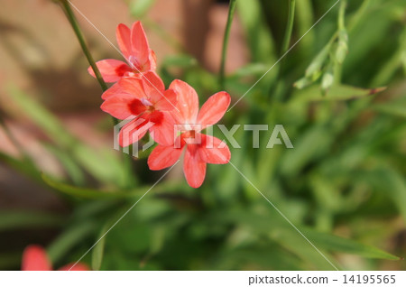 Himehimeigami iris Himehimeigami iris 14195565