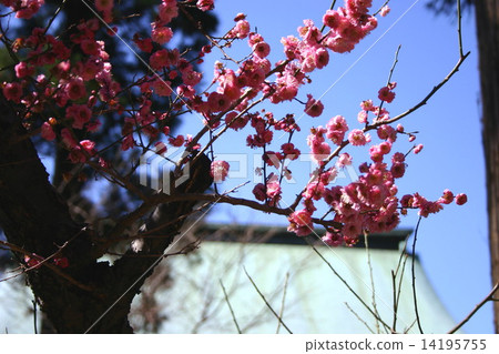 Red plum of Kencho-ji 14195755