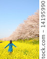 櫻花和油菜花和婦女 14195990