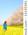 櫻花和油菜花和婦女 14195991