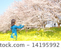 櫻花和油菜花和婦女 14195992