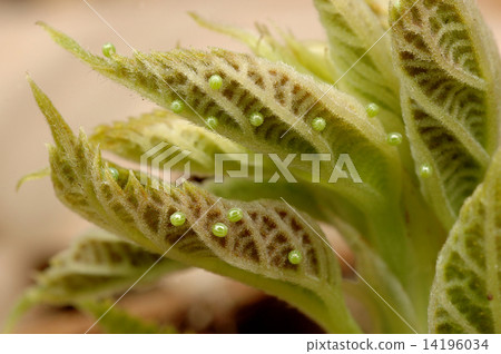 Egg of the Acadateha Egg of the Acadateha 14196034