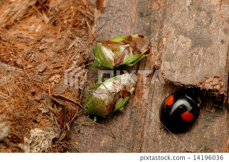 Ao montsunokushimushi已經在樹皮下越冬 14196036