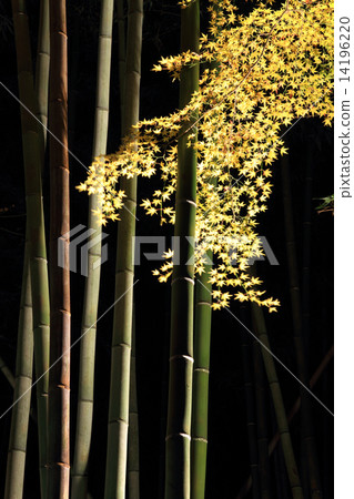 December bamboo forest small diameter · Arashiyama flower light road and autumn leaves December bamboo forest small diameter · Arashiyama flower light road and autumn leaves 14196220