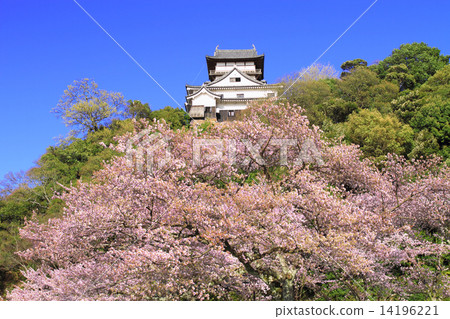 April Aichi Inuyama Castle · Castle and cherry blossoms April Aichi Inuyama Castle · Castle and cherry blossoms 14196221