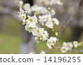 White plum 14196255