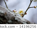 White plum, 14196256