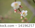 White plum 14196257