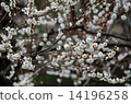 White plum, 14196258